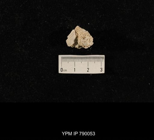 undet. Brachiopoda; shell hash with
