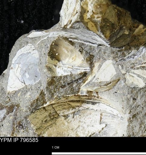 undet. Bivalvia