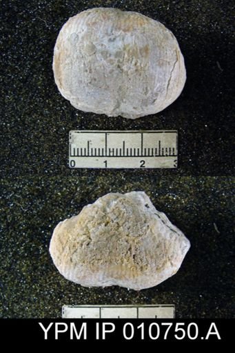 Productus schucherti