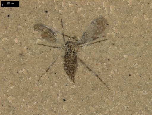 taxon undetermined