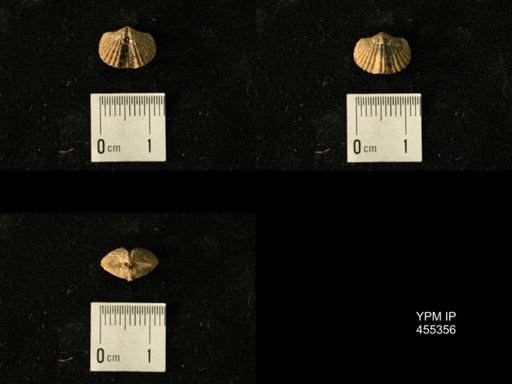 Platystrophia juvenes