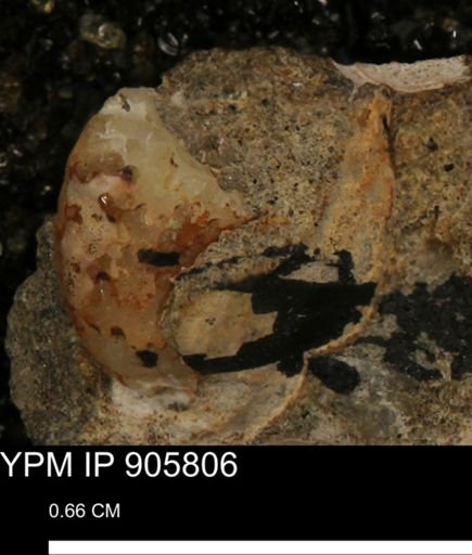 undet. Ammonoidea