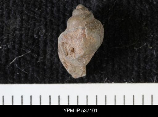 Viviparus montanaensis