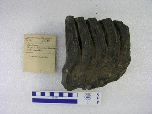 Mammuthus sp.