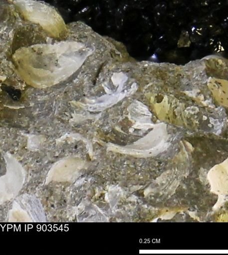 undet. Bivalvia