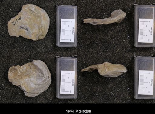 Gryphaea navia