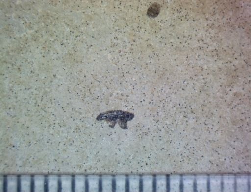 undet. Coleoptera