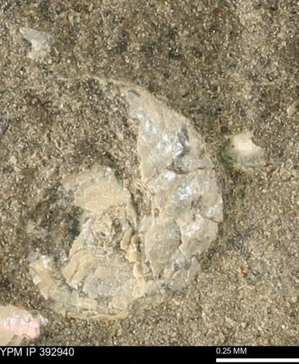 Scaphites sp.