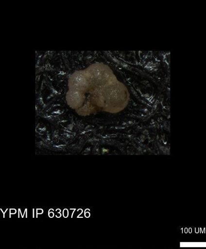 undet. Rugoglobigerinidae
