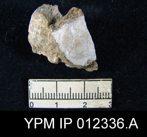 Martinia rhomboidalis