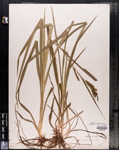 Carex scabrata