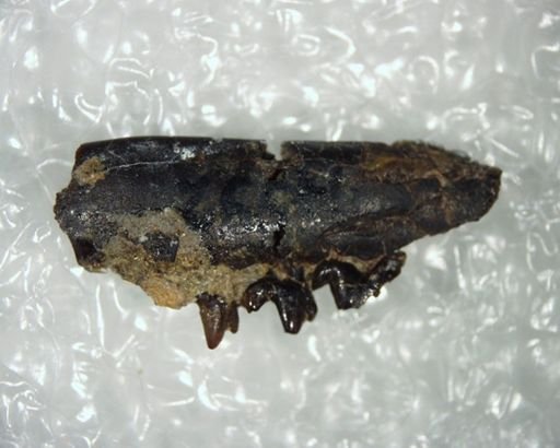 Propalaeosinopa diluculi