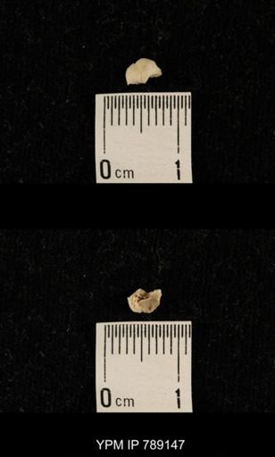 undet. Brachiopoda