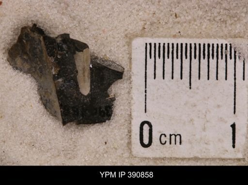 Baculites sp.