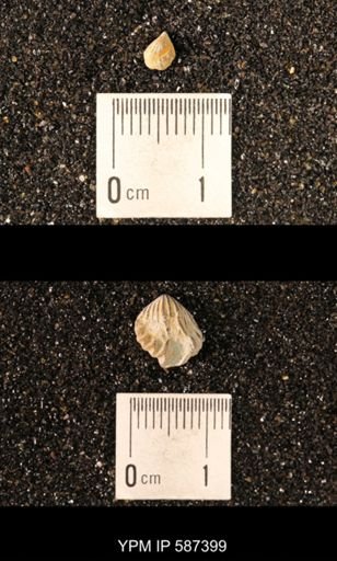 Camarotoechia whitei