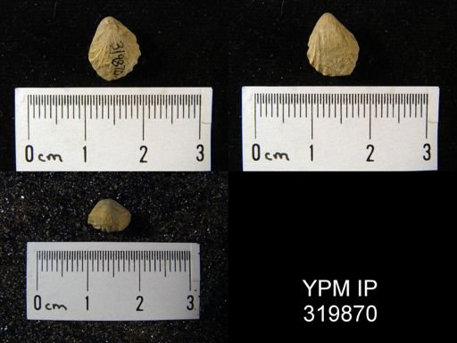 Hustedia mormoni