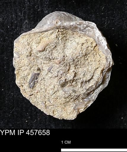 Helaspis sp.
