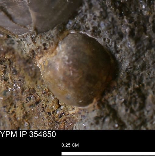 undet. Mollusca