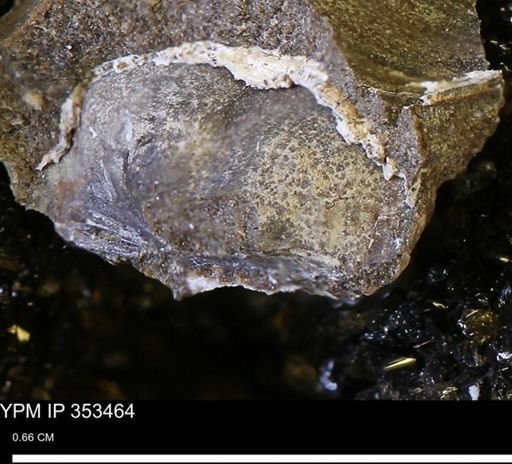 undet. Bivalvia