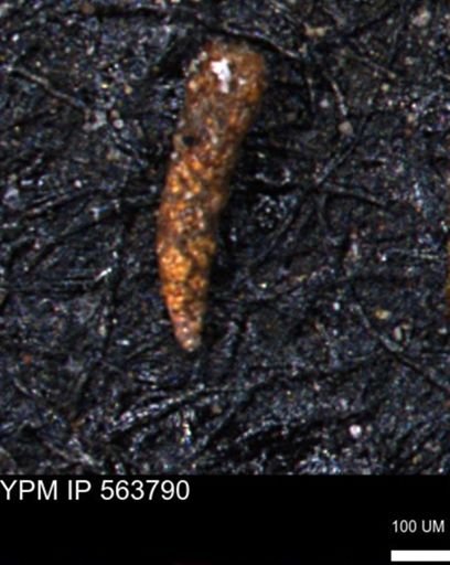 Verneuilinoides hectori