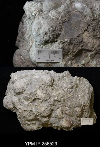 Dolatocrinus asterias