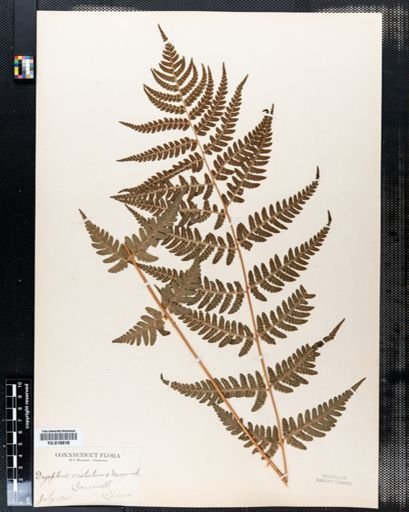 Dryopteris cristata x marginalis