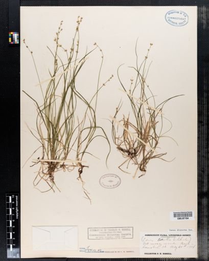 Carex disperma