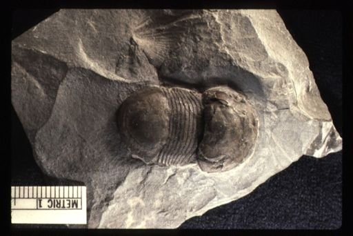 Bumastus cf. isoxus