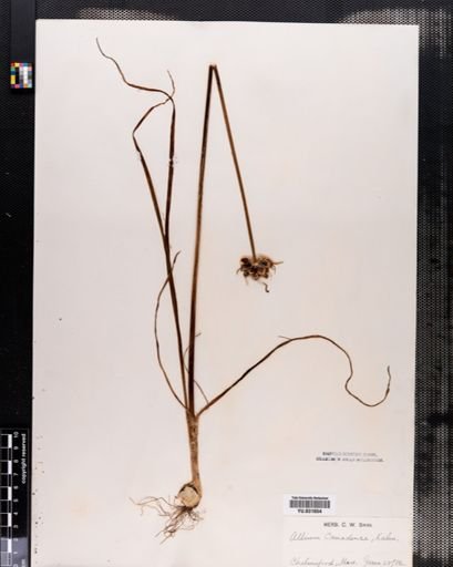 Allium canadense