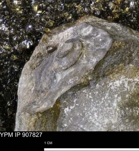 undet. Ammonoidea