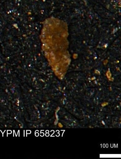 Verneuilinoides kansasensis