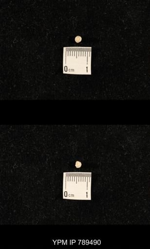 undet. Bryozoa