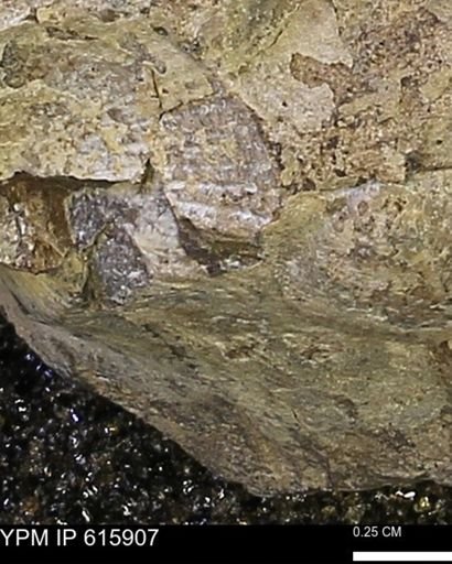 undet. Mollusca