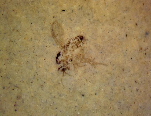 Diptera?