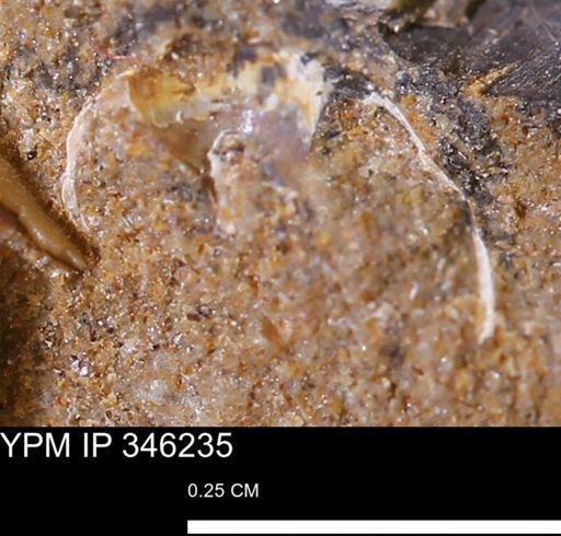 undet. Mollusca