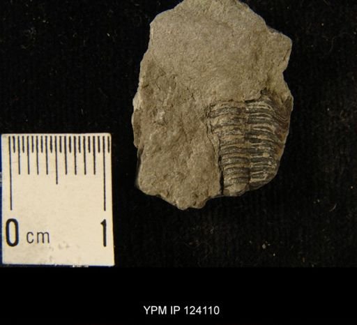 Phacops rana