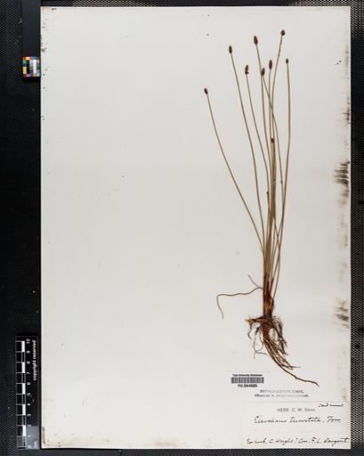 Eleocharis tricostata