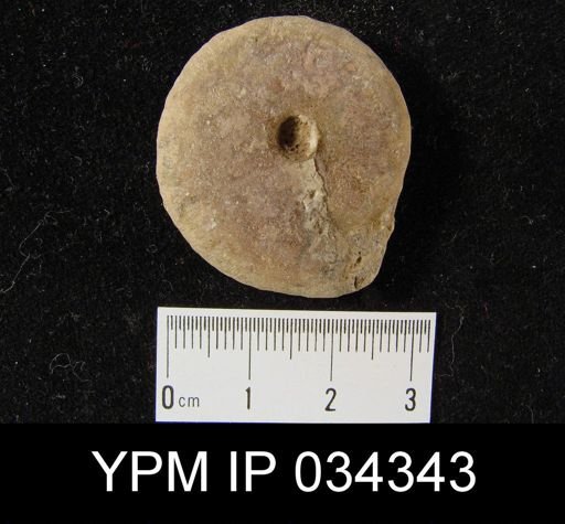 Popanoceras australicum