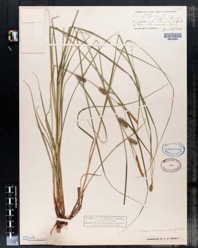 Carex filiformis