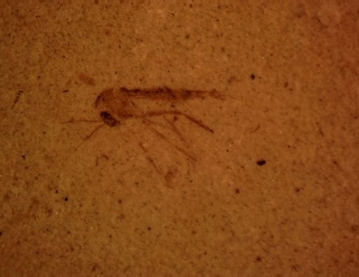 Chironomidae?