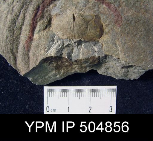Brachiopoda