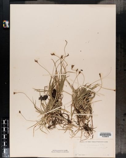 Carex