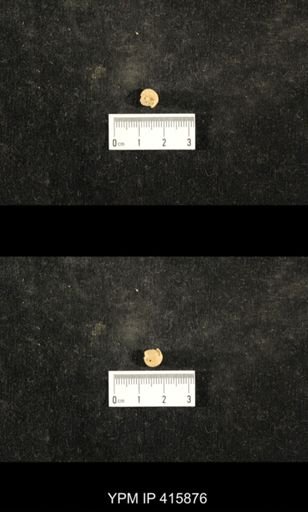 Euphemites carbonarius