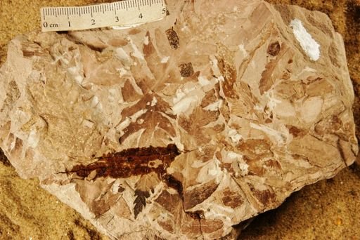 Cladophlebis australis