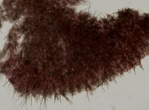 Clathria sp.
