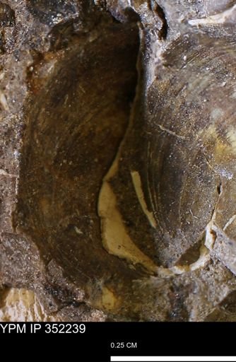 Limopsis striatopunctatus