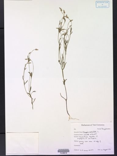 Polygala verticillata