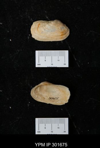 Hiatella arctica