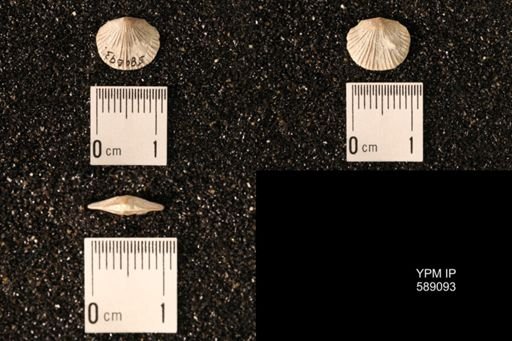 Dinorthis subquadrata