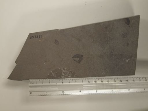 Eurypterus sp.